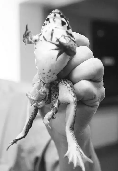 厦门这只蛤蟆七条腿