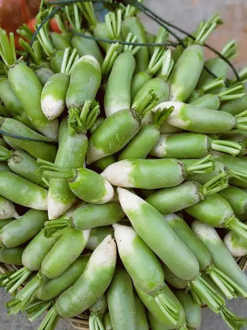 卖相不错的青萝卜!