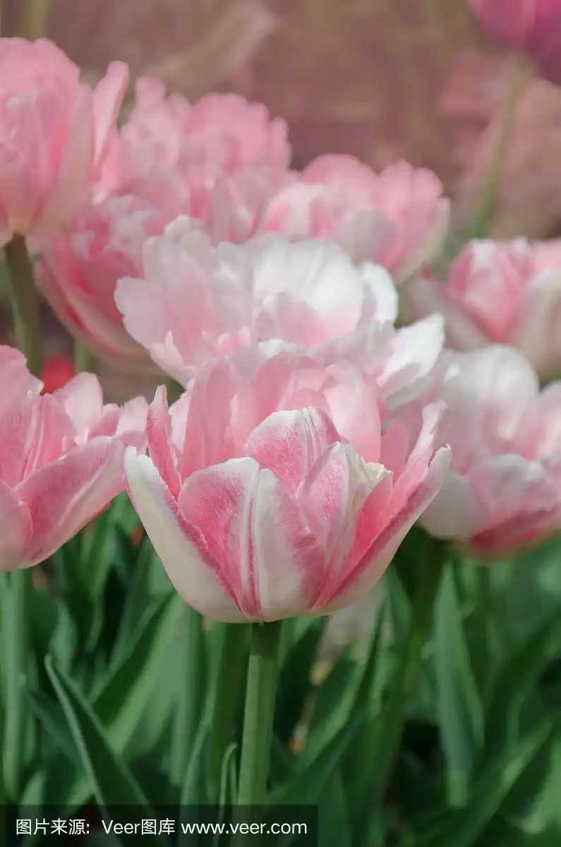 漂亮的重瓣软粉色郁金香,重瓣雪莉