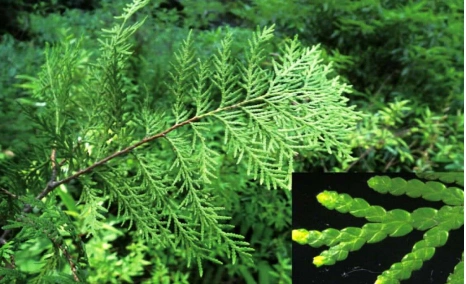 崖柏即为柏科,其外形特征与众多柏科植物大有相似之处.