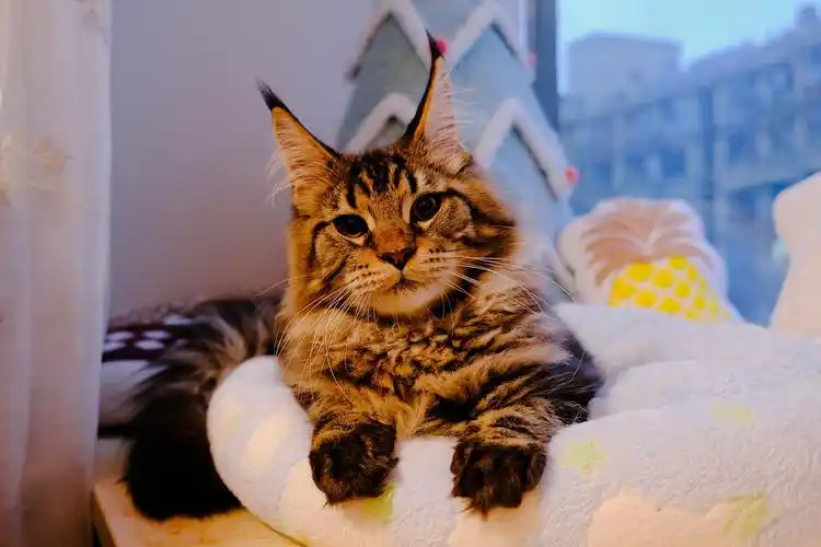 缅因猫到家一个月啦姐姐的嘴巴终于恢复了然后喜提脓眼