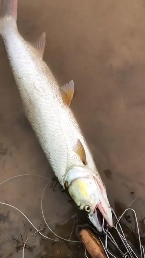 路亚#路亚鳡鱼哪家强?