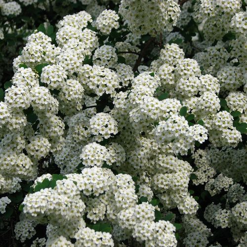 菱叶绣线菊盆栽珍珠梅小手球多年生灌木绿植物耐寒耐热好养花期长