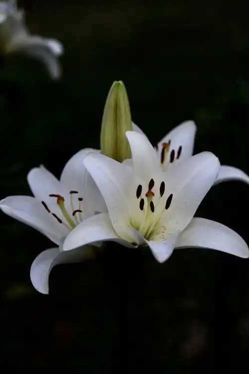 到梅园去看百合花