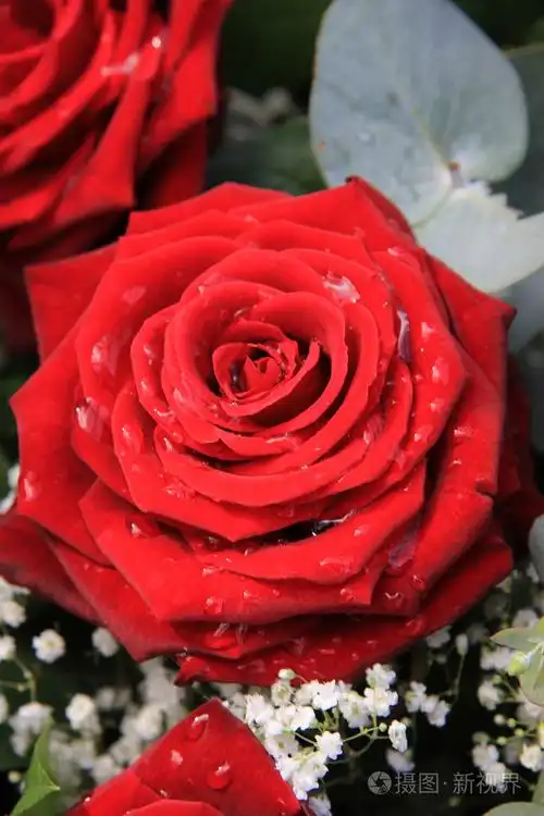 淋浴后一朵红玫瑰