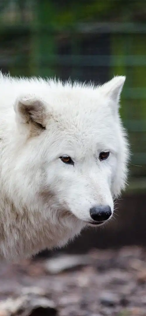 白狼,动物园 4k