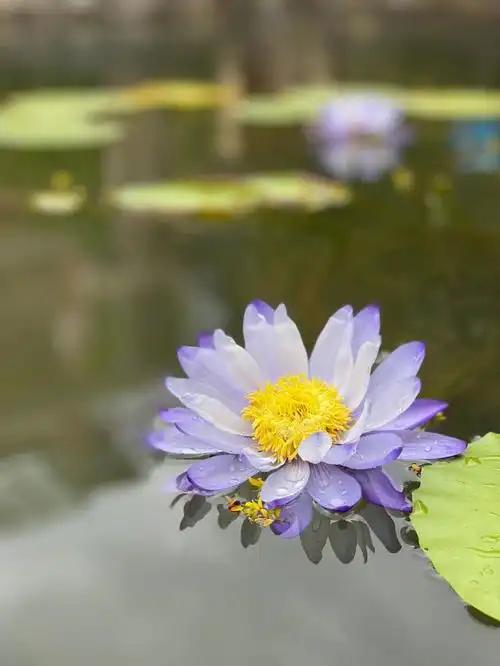 蓝巨睡莲栾树的花