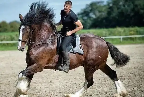 史前最大的马庞马重15吨现代马祖先真实性待考究