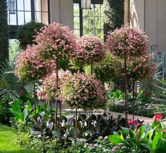 想要春色满园秋冬必备花灌木你安排了吗