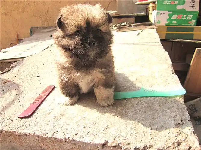 这是什么狗,是串松狮的吗