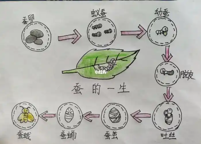 蚕的一生
