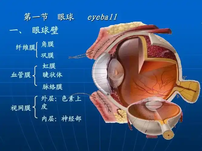 下一页 你可能喜欢 眼部解剖 人体解剖学课件 眼球解剖 眼科检查 眼科