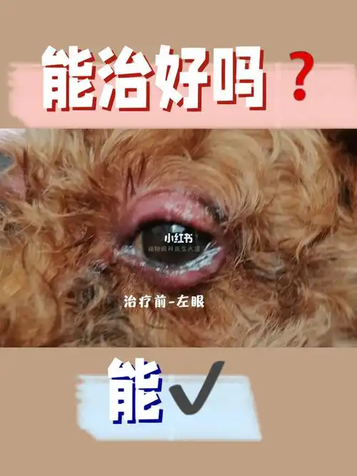 狗狗双下眼皮红肿,脱毛,流脓,发炎治疗痊愈