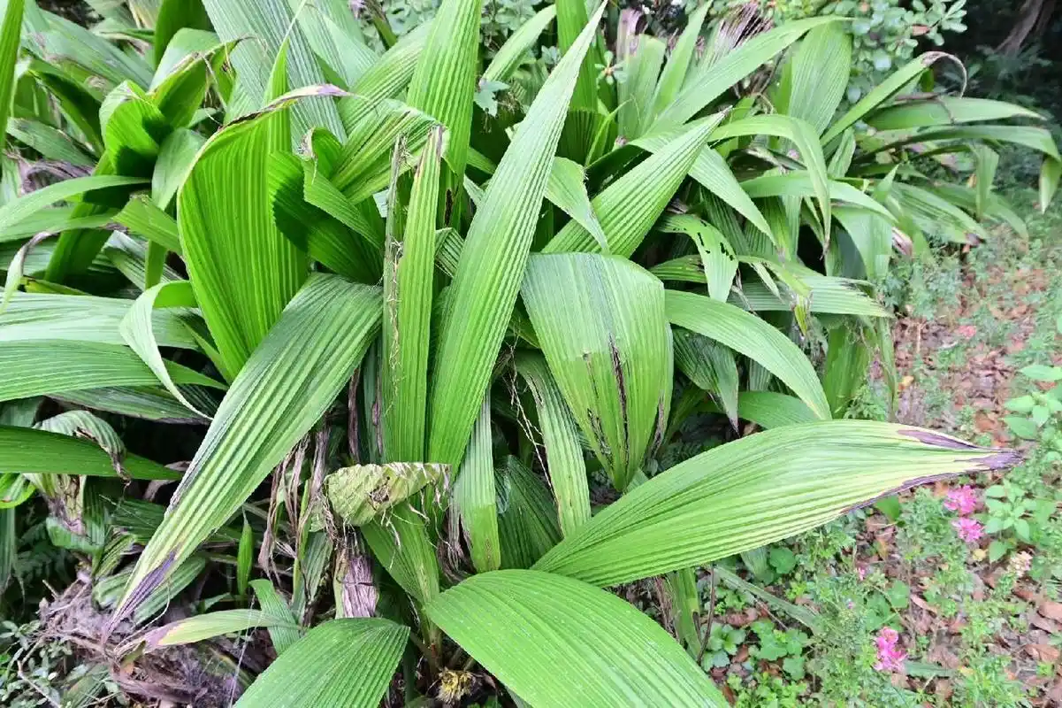 90 大叶仙茅|我竟然拍到了它的花!
