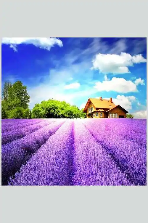 炫彩时尚薰衣草摄影图