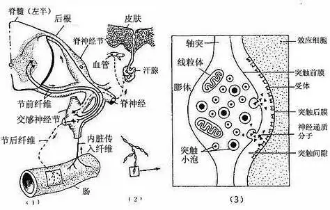 神经末梢(3)膨体超微结构图解根据末梢膨体内突触小泡释放神经递质的