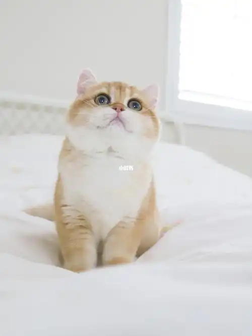 金渐层ny12妹妹可找新家洛杉矶猫舍