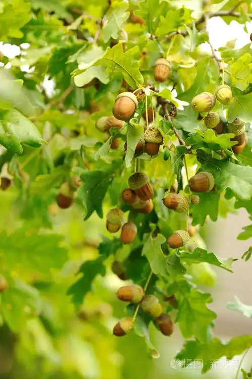 橡木坚果树.橡木树枝上的许多橡子水果对绿色模糊的背景