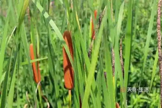 水蜡烛的功效与作用 水蜡烛的禁忌人群