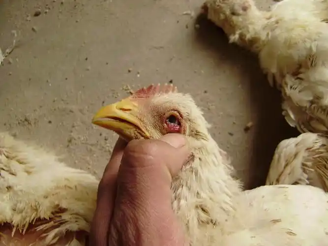 今天发现一只眼肿的鸡宝宝