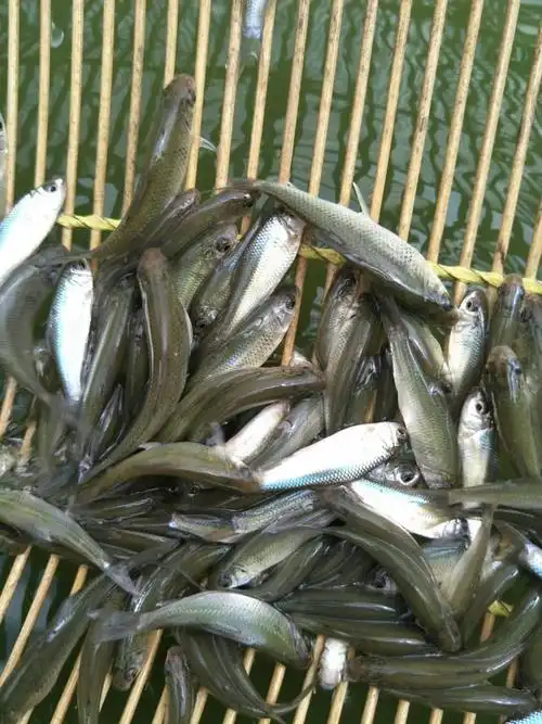鲮鱼苗