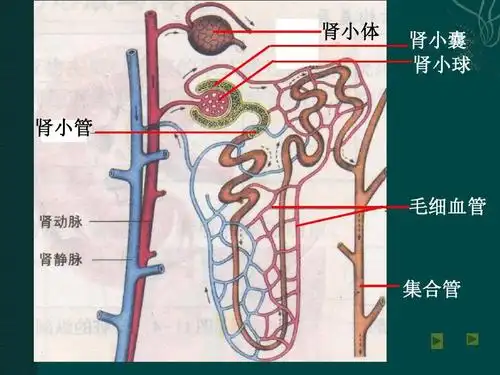 课件 肾小体 肾小囊 肾小球 肾小管 毛细血管 集合管