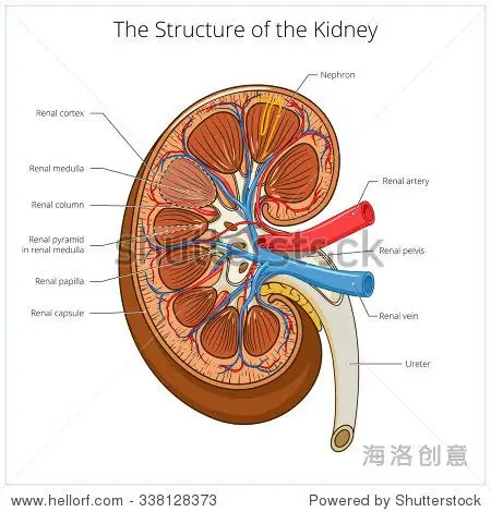 science medical educational material - 站酷海洛正