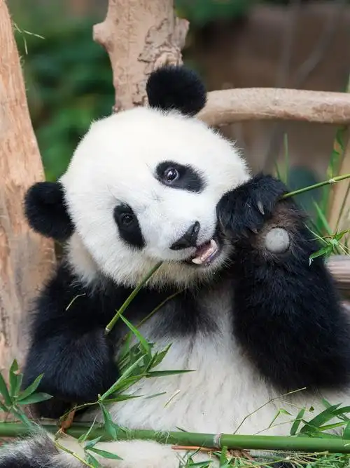 5d钻石画满钻国宝大熊猫钻石刺绣动物图片定制家居装饰画卧室挂画-阿