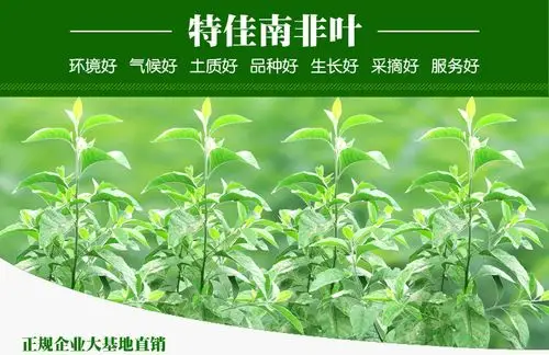 热带特选精品南非叶茶将军叶茶叶药王叶干叶茶配忧遁草胜比苦丁茶