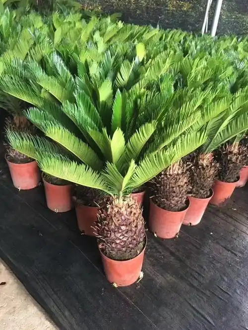 苏铁有哪些品种