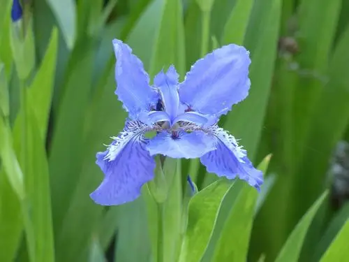鸢(yuan )尾花(摄于北邮)