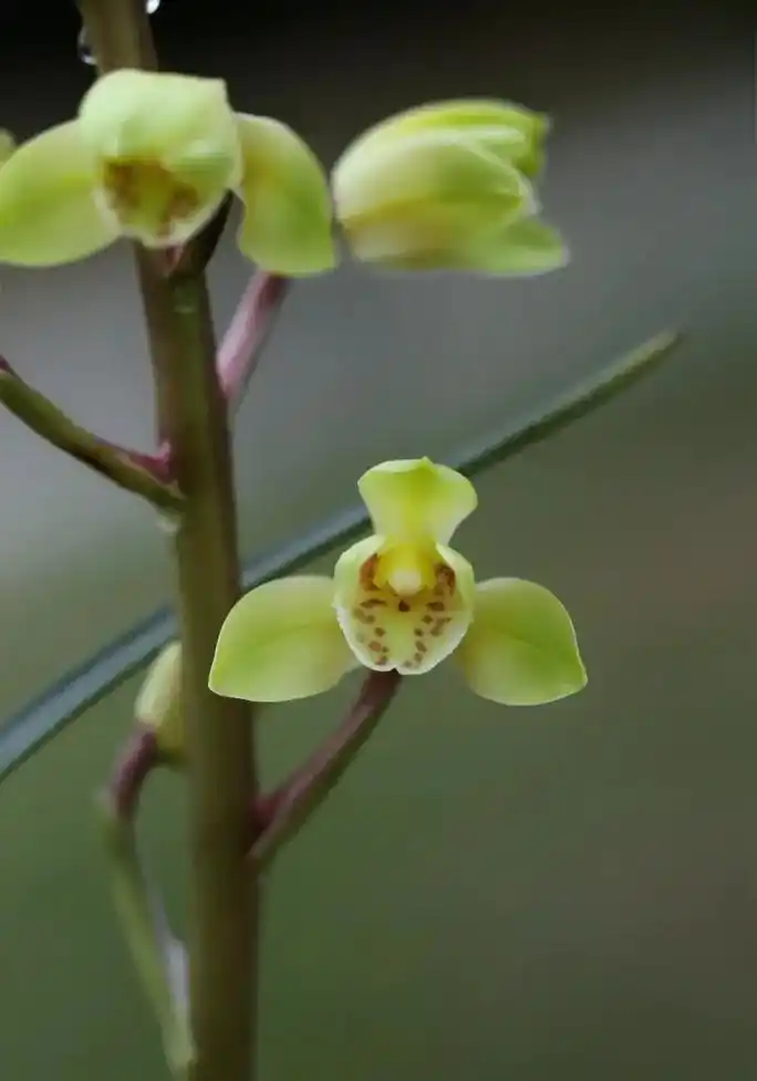 蕙兰新品荷瓣. - 抖音