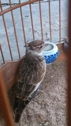 求大神帮忙辨别百灵的公母