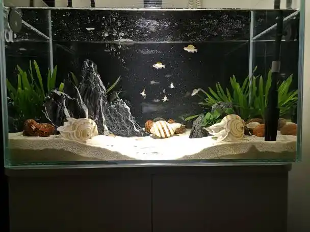 60缸造景养卷贝 - 三湖慈鲷 - cta南美水族