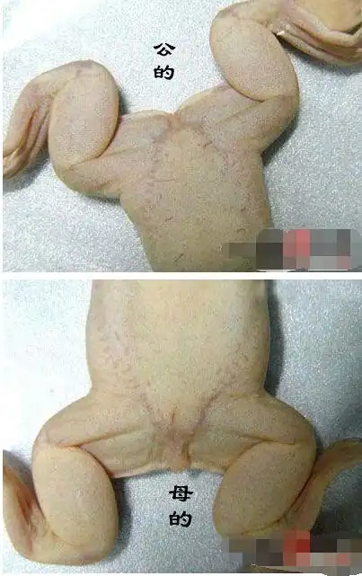 小金蛙怎么分公母(图片)