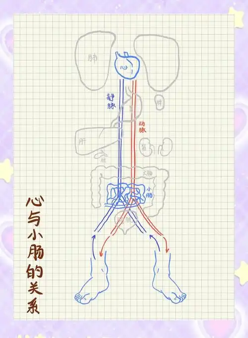💗心与小肠的奥秘🍃