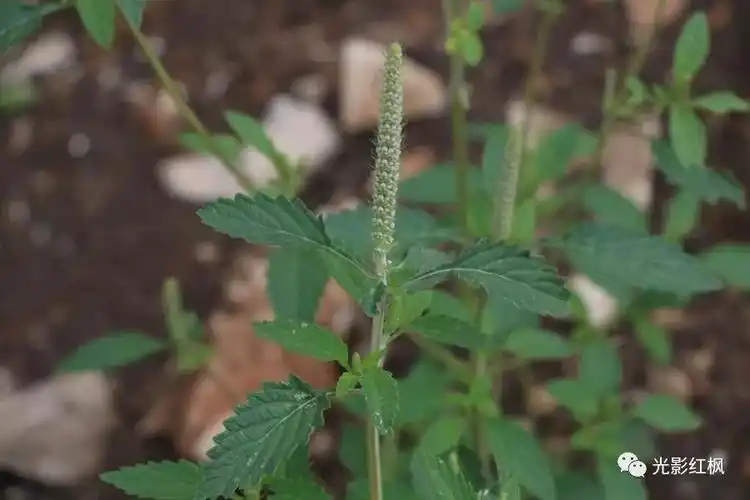 看图识物野香草