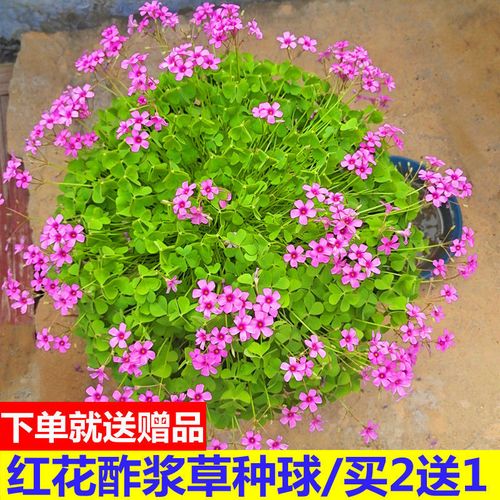 红花酢浆草种球三叶草盆栽幸运草阳台庭院花卉持续开花醡浆草种子