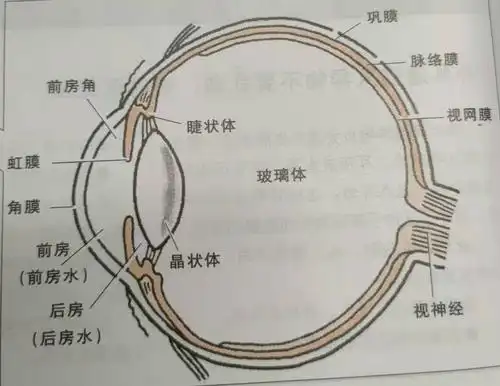 注意,毛孩子眼睛出现以下症状,是因为.