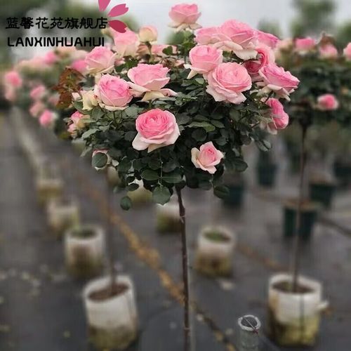 源乙彩嫁接树状月季树桩月季大花浓香四季开花庭院盆栽地栽棒棒糖月季