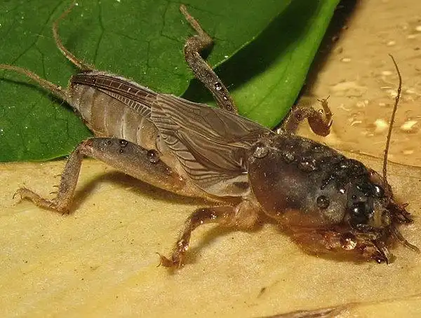 为何说蝼蛄是昆虫界的挖掘机?