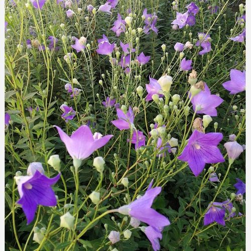 2020年新鲜采挖野生新鲜桔梗 下单现挖保证新鲜更多参数>>国产/进口