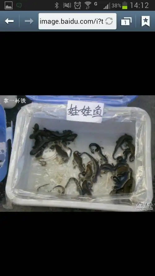 娃娃鱼刚生出来是什么样子?