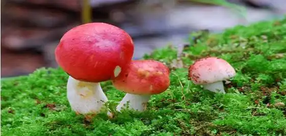 闽南人都爱的红菇你真的了解它吗