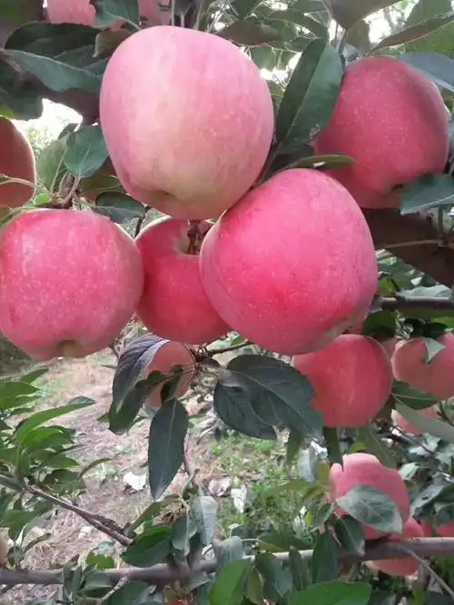 红星苹果 红星纸代果降价了,需要的速度