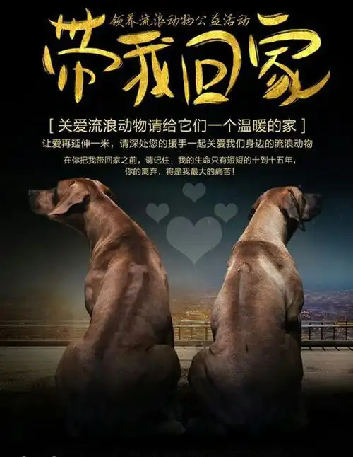 关爱流浪狗,以领养代替买卖.