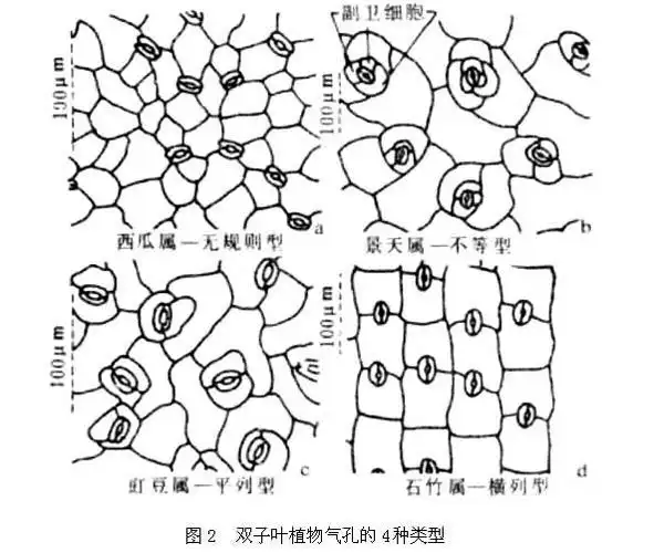 双子叶植物气孔的4种类型