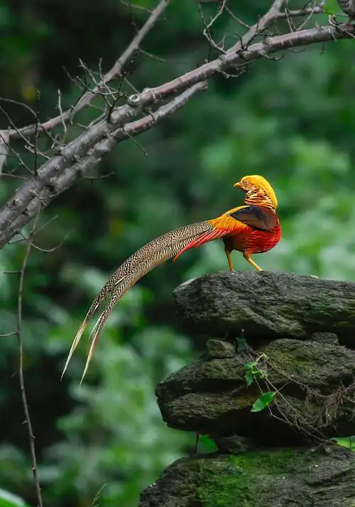 凤凰于飞红腹锦鸡是国家二级保护动物据说是凤凰的雏形中原大部分地区