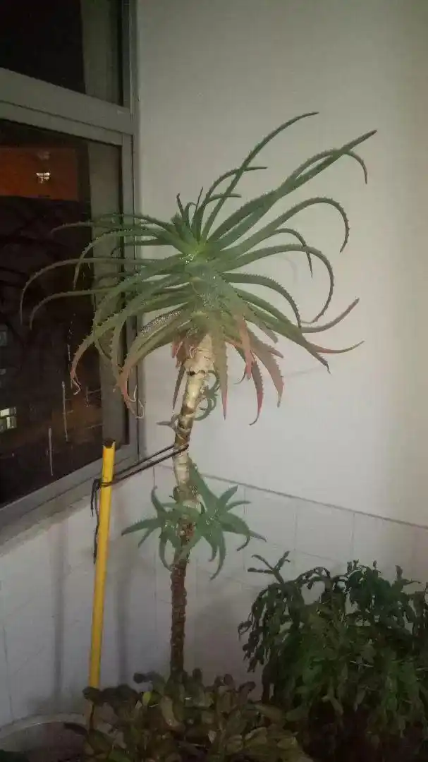 25年的芦荟长成胳膊粗大老桩年年开出吉祥花