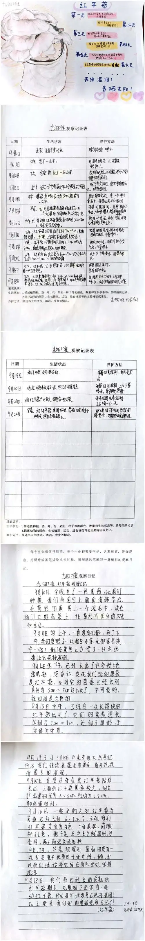 观察种植记录生命徐州三十一中开展蘑菇种植